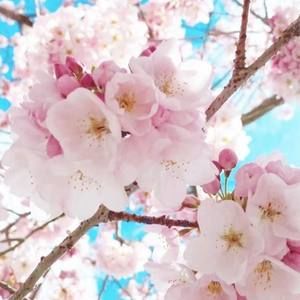 Meet your Posher, Anne